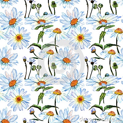 Wildflower daisy flower pattern in a watercolor style. Stock Photo
