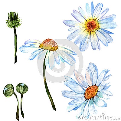 Wildflower daisy flower in a watercolor style isolated. Stock Photo