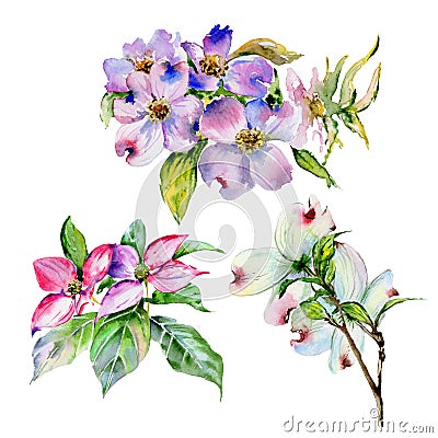 Wildflower dogwood flower in a watercolor style isolated. Stock Photo