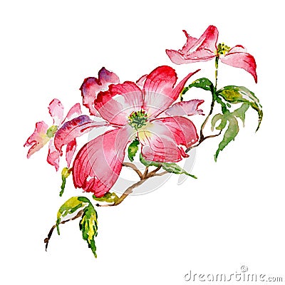 Wildflower dogwood flower in a watercolor style isolated. Stock Photo