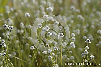 Wildflower - Eriocaulon henryanum Stock Photo