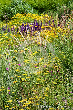 Wildflower field garden summer spring colourful plants outdoors blooming flowers Stock Photo