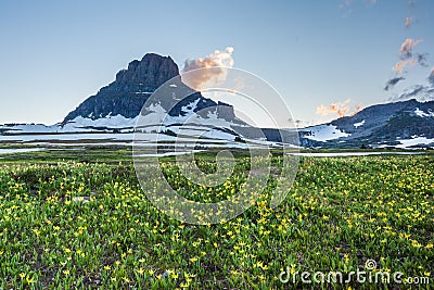 Wildflower field at Logan Pass, Glacier National P