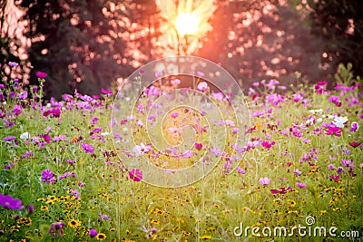 Wildflower Field at Sunset Stock Photo