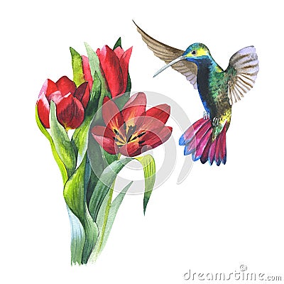 Wildflower flower tulip and colibri bird in a watercolor style isolated. Stock Photo