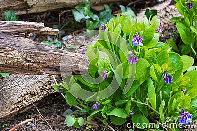 Wildflower on a forest floor Stock Photo