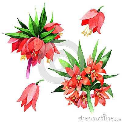 Wildflower Fritillaria imperialis flower in a watercolor style isolated. Stock Photo