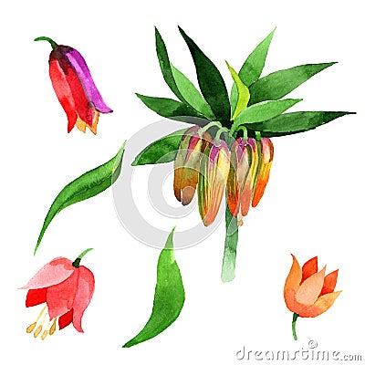 Wildflower Fritillaria imperialis flower in a watercolor style isolated. Stock Photo