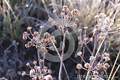 Wildflower with Frost Stock Photo