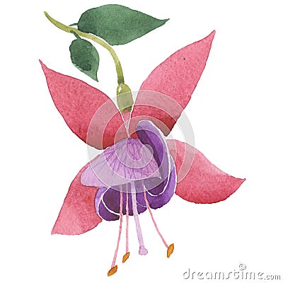 Wildflower fuchsia flower in a watercolor style isolated. Stock Photo
