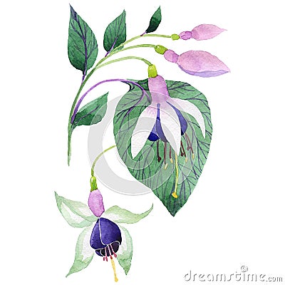 Wildflower fuchsia flower in a watercolor style isolated. Stock Photo