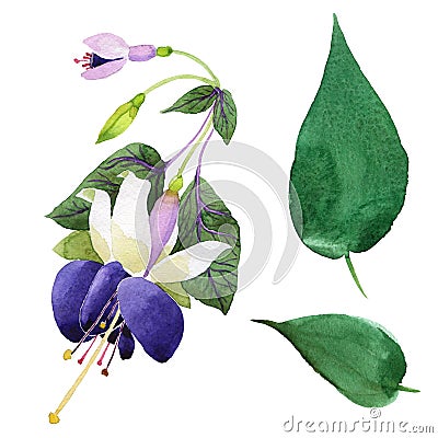 Wildflower fuchsia flower in a watercolor style isolated. Stock Photo