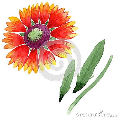 Wildflower Gaillardia flower in a watercolor style isolated. Stock Photo