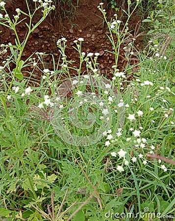 Wildflower grass soil Stock Photo