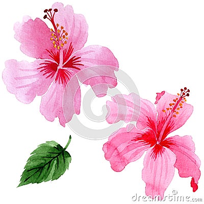 Wildflower hibiscus pink flower in a watercolor style isolated. Stock Photo