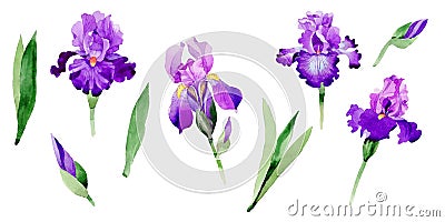 Wildflower iris flower in a watercolor style isolated. Stock Photo