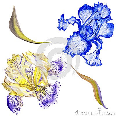 Wildflower iris flower in a watercolor style isolated. Stock Photo