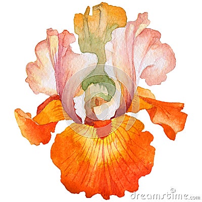 Wildflower iris flower in a watercolor style isolated. Stock Photo