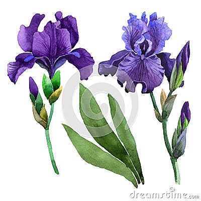 Wildflower iris flower in a watercolor style isolated. Stock Photo