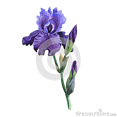 Wildflower iris flower in a watercolor style isolated. Stock Photo