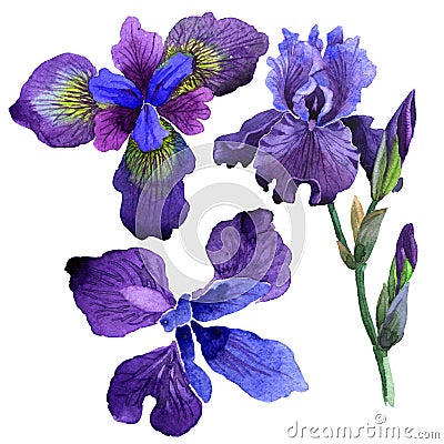 Wildflower iris flower in a watercolor style isolated. Stock Photo