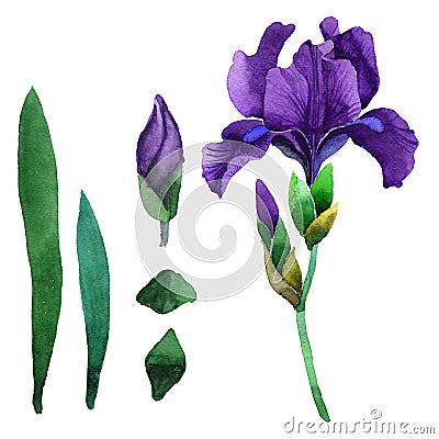 Wildflower iris flower in a watercolor style isolated. Stock Photo