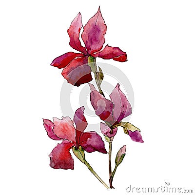 Wildflower iris flower in a watercolor style isolated. Stock Photo