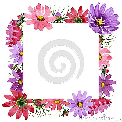 Wildflower kosmeya flower frame in a watercolor style isolated. Stock Photo