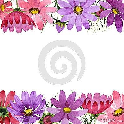 Wildflower kosmeya flower frame in a watercolor style isolated. Stock Photo