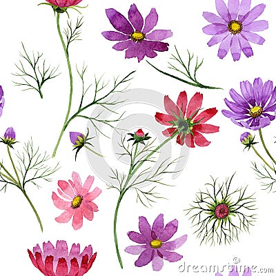 Wildflower kosmeya flower pattern in a watercolor style isolated. Stock Photo