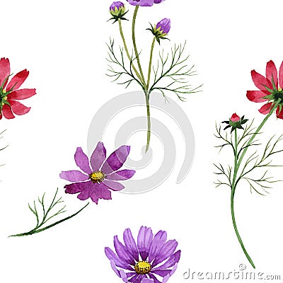 Wildflower kosmeya flower pattern in a watercolor style isolated. Stock Photo