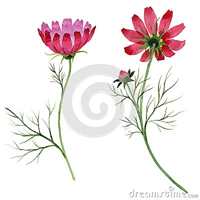 Wildflower kosmeya flower in a watercolor style isolated. Stock Photo