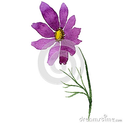 Wildflower kosmeya flower in a watercolor style isolated. Stock Photo