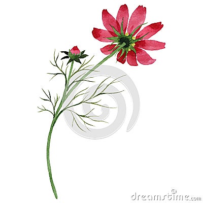 Wildflower kosmeya flower in a watercolor style isolated. Stock Photo