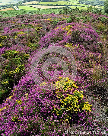 Wildflower landscape Stock Photo