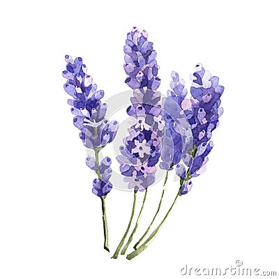 Wildflower lavender flower in a watercolor style isolated. Stock Photo