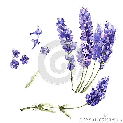 Wildflower lavender flower in a watercolor style isolated. Stock Photo
