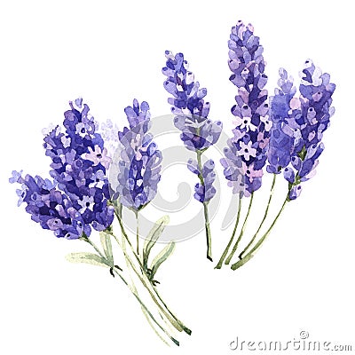 Wildflower lavender flower in a watercolor style isolated. Stock Photo