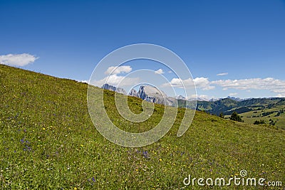 Wildflower meadow in Alps Stock Photo