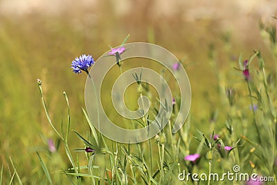 Wildflower meadow with corncockle (Agrostemma githago) and cornflower (Centaurea cyanus) Stock Photo