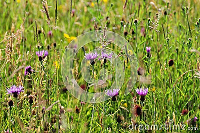 Wildflower meadow in the Cotswold, Gloucestershire Stock Photo