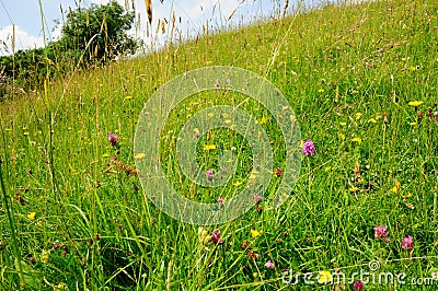 Wildflower meadow in the Cotswold, Gloucestershire Stock Photo