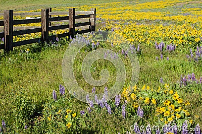 Wildflower meadow with native plants Stock Photo