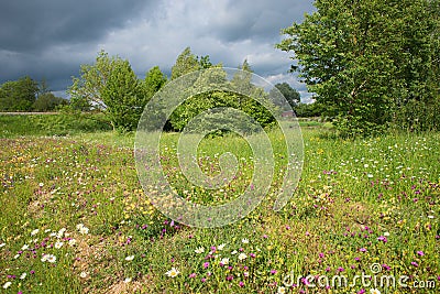 Wildflower meadow with pink carnation and marguerites, sunshine after dramatic thunderstorm Stock Photo