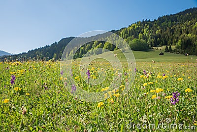 Wildflower meadow with pink marsh orchids and yellow clover, alpine landscape Stock Photo