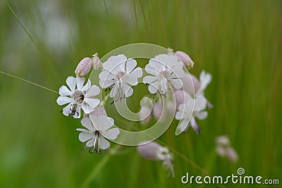 Wildflower meadow with some white flowers of Bladder campion Silene vulgaris Stock Photo