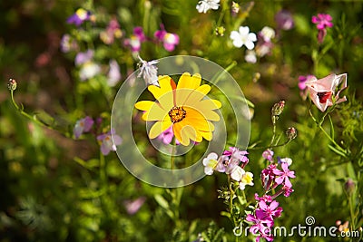 Wildflower meadow in the Summer sunshine with African Daisies. Stock Photo