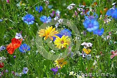 Wildflower meadow in the Summer sunshine with Cornflowers, Poppies, Cow Parsley, red flax flower and grasses. Stock Photo