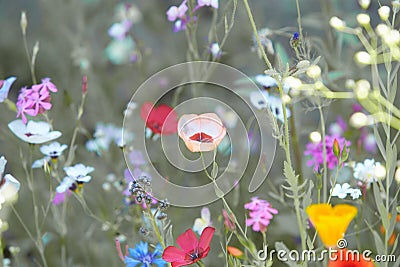 Wildflower meadow in the Summer sunshine with Cornflowers, Poppies, Cow Parsley, red flax flower and grasses. Stock Photo