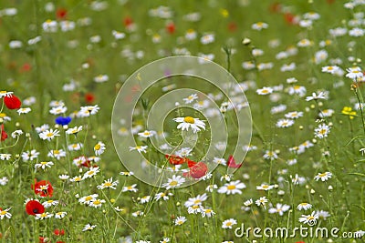 Wildflower meadow Stock Photo